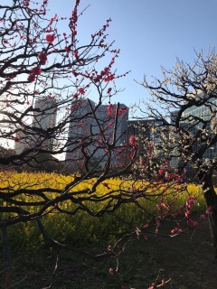 Cherry blossom